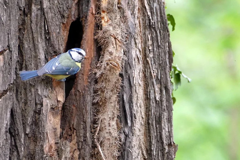 Comment aider les mésanges à nicher dans votre jardin