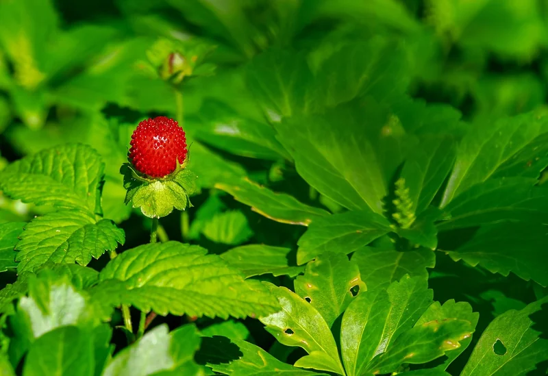 Les soins des plants de fraises tout au long de l'année