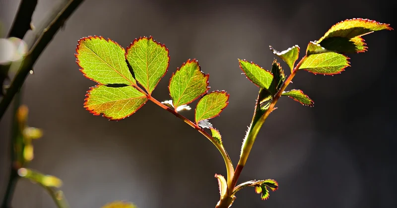 Pourquoi les feuilles de mon laurier-rose deviennent-elles marron ?