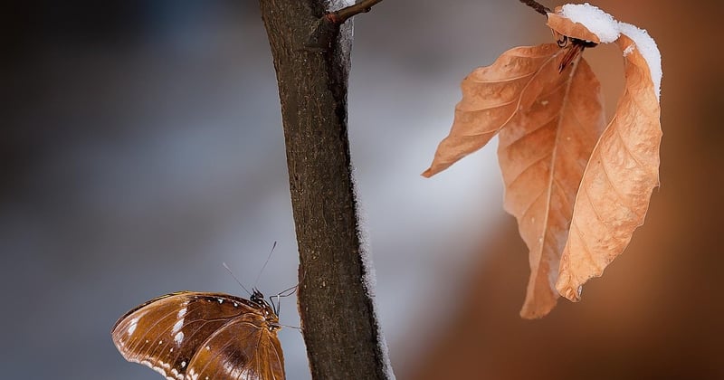 Laurier-rose feuille marron : traitement naturel et efficace