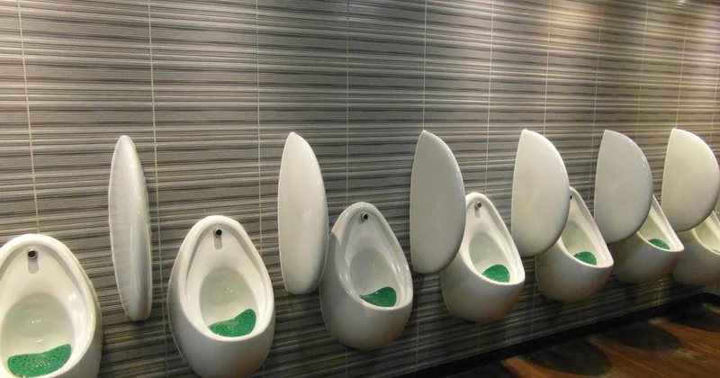 Pourquoi y a-t-il des vers dans les toilettes après une absence ?