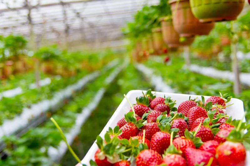 Les conditions de croissance idéales pour des fraises savoureuses