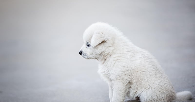 Tarif chien détecteur punaise de lit : combien ça coûte vraiment ?
