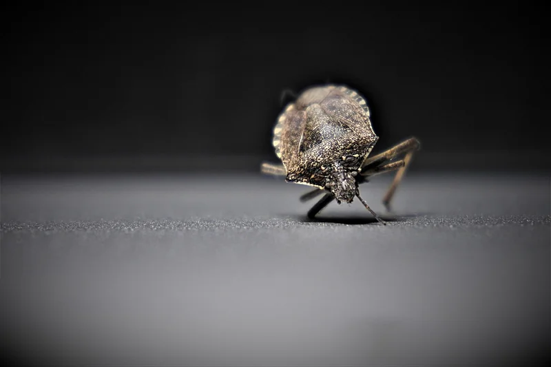 Les erreurs qui transforment une punaise en infestation