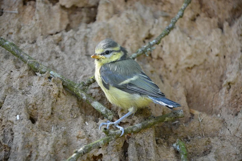 Que faire quand on trouve un oisillon mésange au sol ?