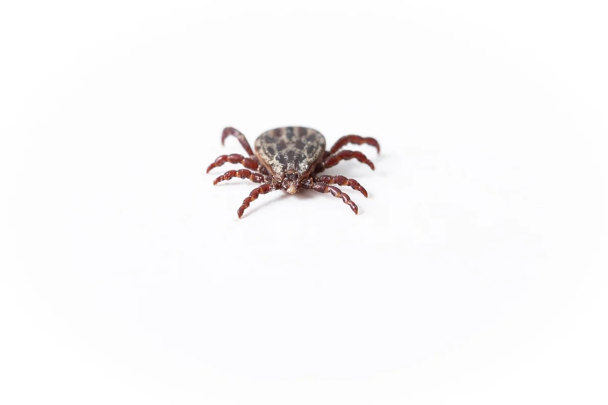 Tiques et autres insectes nocturnes méconnus