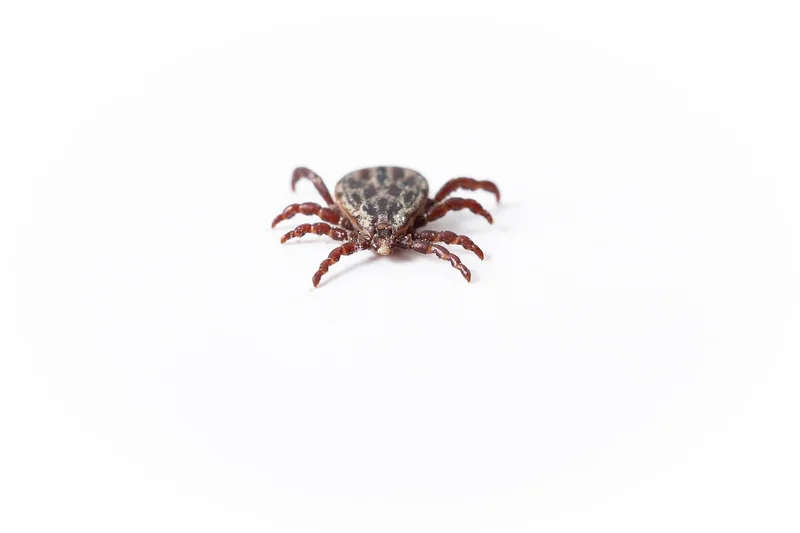 Tiques et autres insectes nocturnes méconnus