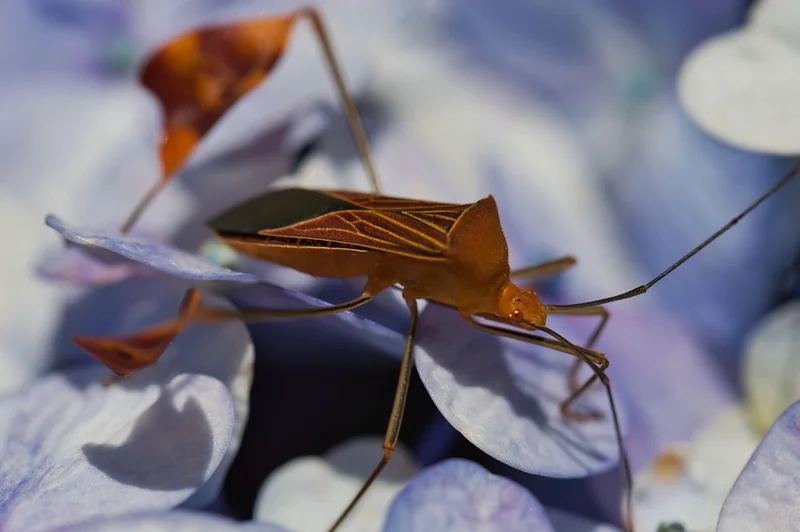 L’inspection complète : comment savoir si c’est le début d’une infestation