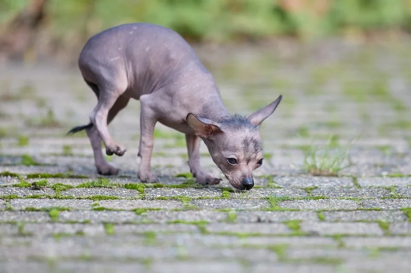 Efficacité des chiens détecteurs : pourquoi ça vaut le coup