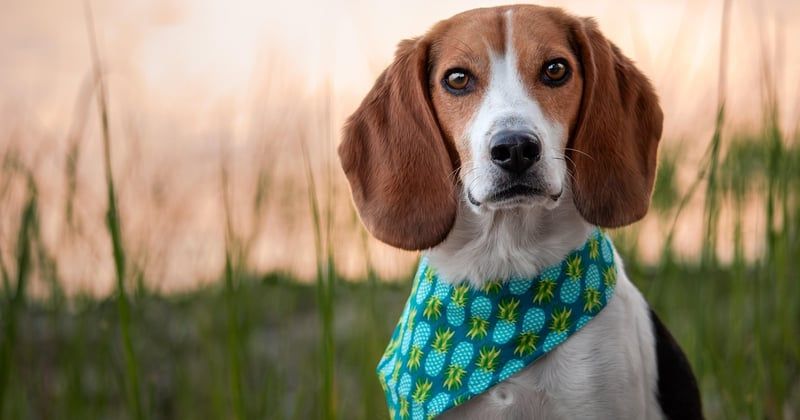 Prix détection canine punaise de lit 2025 : le vrai tarif enfin dévoilé