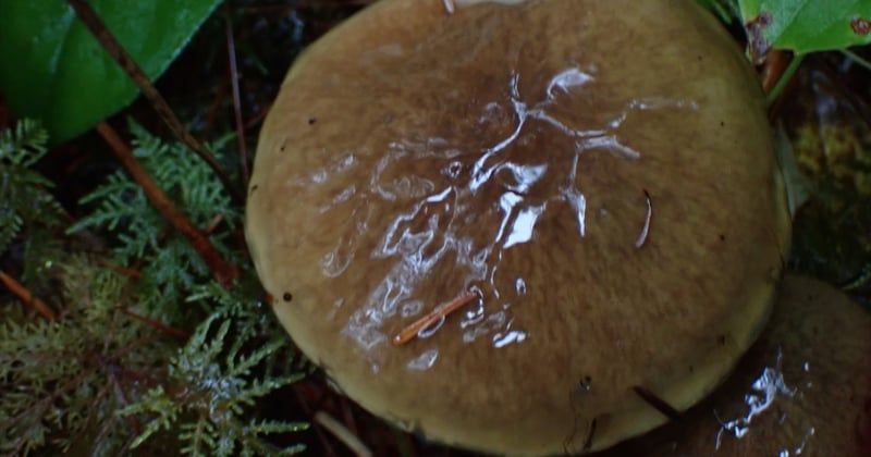 Le champignon bolet jaune : comment le reconnaître et le cuisiner