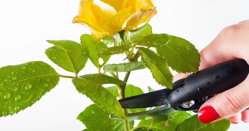 Le meilleur sécateur de jardin : le guide complet pour bien choisir