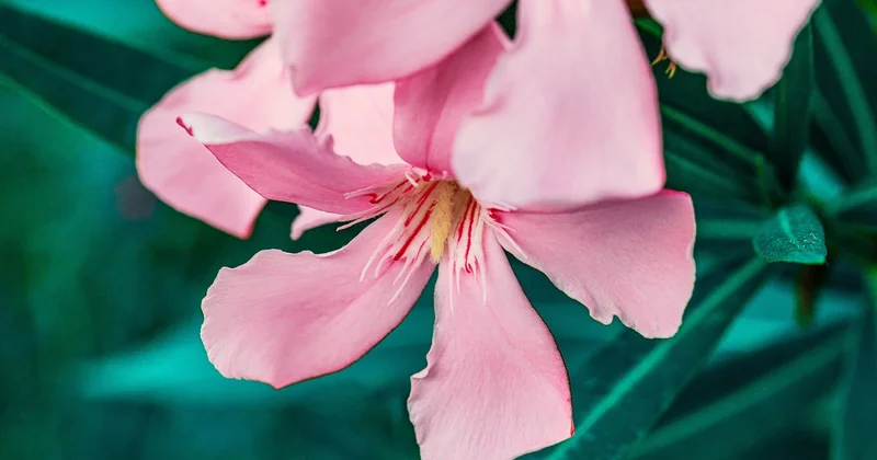 Comment soigner un laurier-rose aux feuilles marron ?