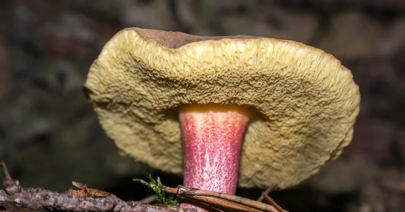 Où et quand chercher le bolet jaune ?