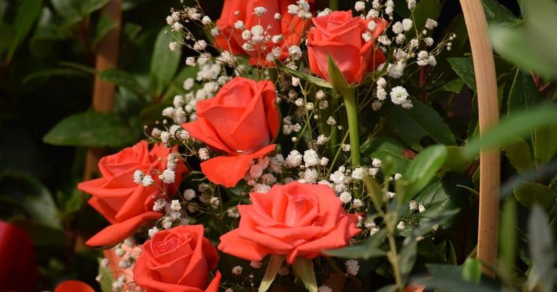 Rose poudree : la couleur douce qui sublime toutes les pièces